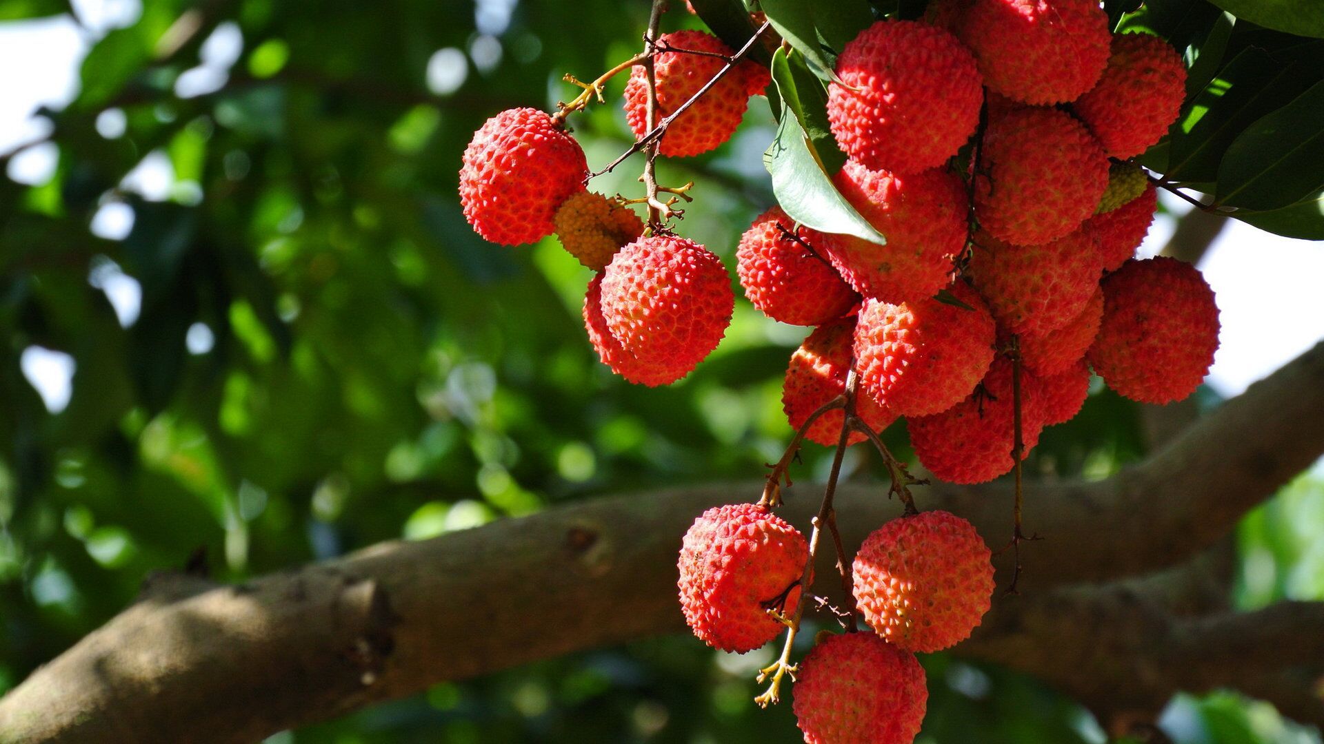 荔枝中含有豐富的維生素C，但食用后容易有低血糖