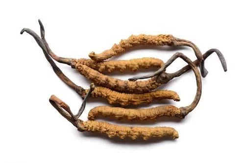 冬蟲夏草真的能抗癌嗎？