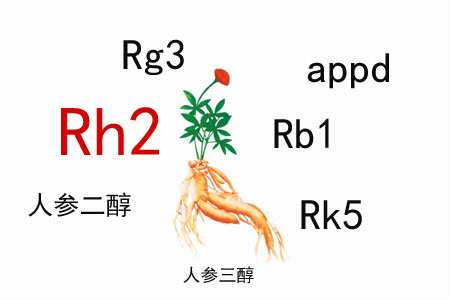 人參皂苷的免疫調(diào)節(jié)作用有什么特殊之處？