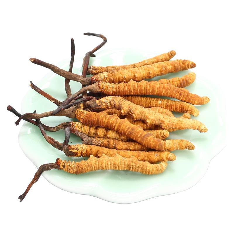 冬蟲(chóng)夏草中的蟲(chóng)草素的主要作用是什么？