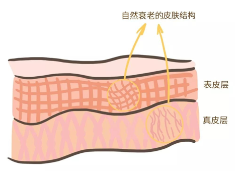 來看看維E是如何抗衰老的，一起看看原理
