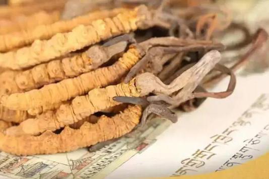 新鮮的冬蟲(chóng)夏草的品質(zhì)受哪些因素的影響？